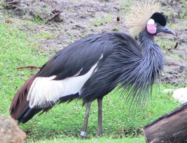 Chad Basin National Park